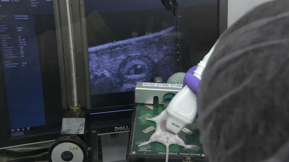 In Vivo CRISPR/Cas9 Screening to Simultaneously Evaluate Gene Function in Mouse Skin and Oral Cavity