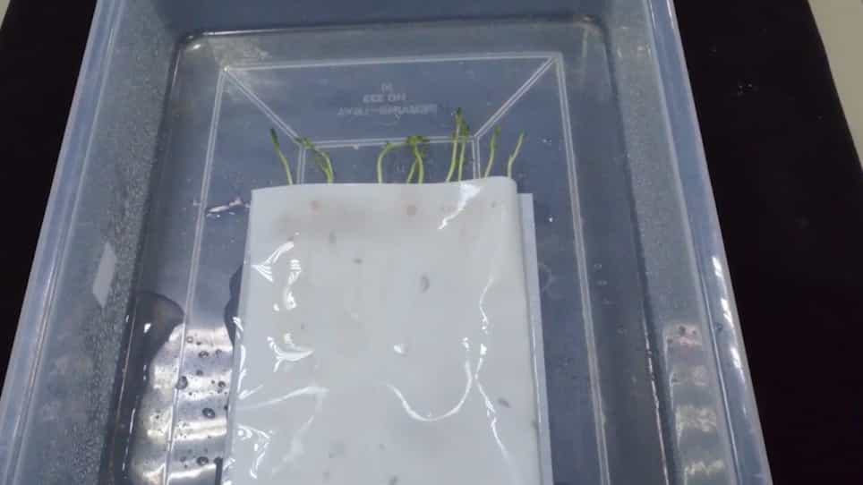 Dry Root Rot Disease Assays in Chickpea: a Detailed Methodology