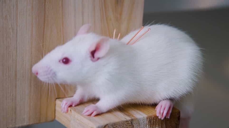 Acupuncture in a Rat Model of Asthma