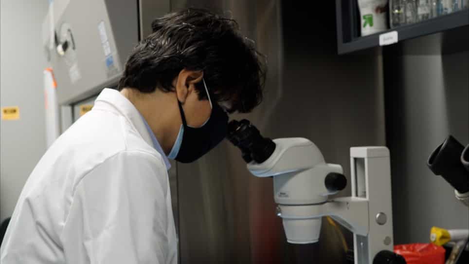 Identification of EGFR and RAS Inhibitors using Caenorhabditis elegans