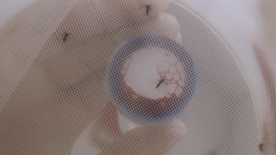 Feeding and Quantifying Animal-Derived Blood and Artificial Meals in Aedes aegypti Mosquitoes