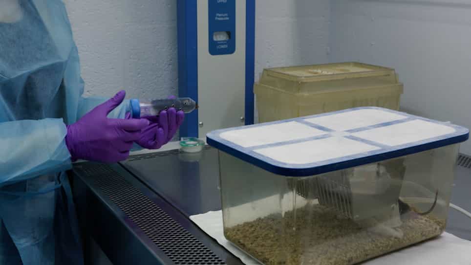 Bone Marrow Transplantation Procedures in Mice to Study Clonal Hematopoiesis