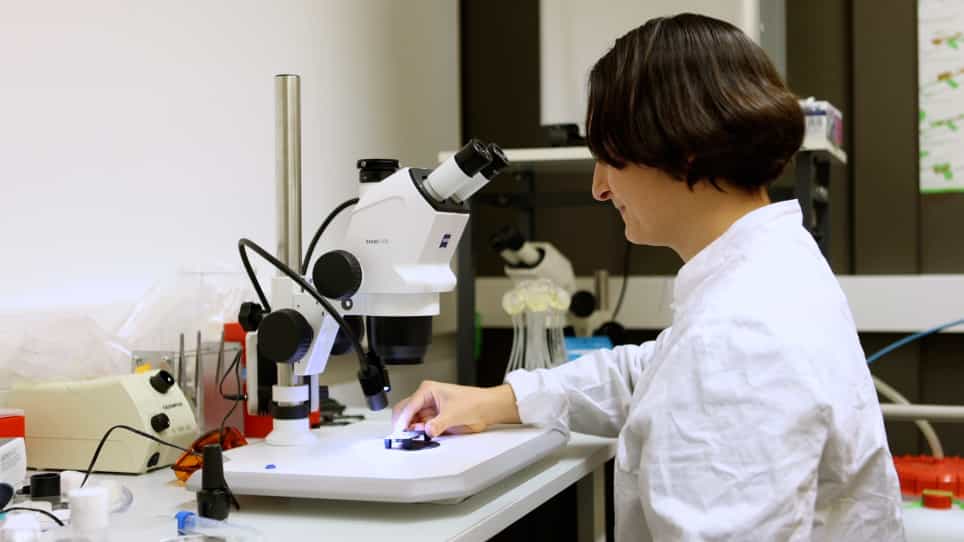 Preparing Adult Drosophila melanogaster for Whole Brain Imaging during Behavior and Stimuli Responses
