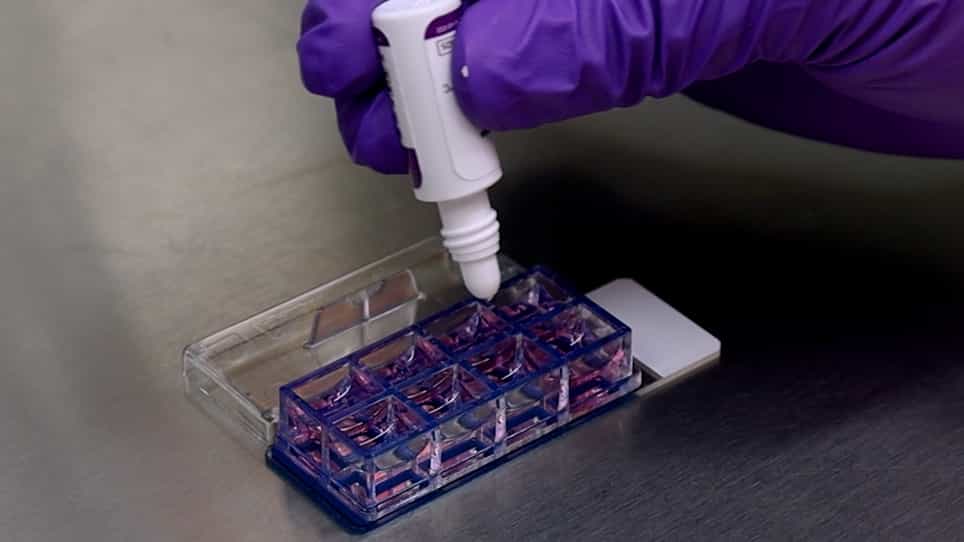 Fabrication of 3D Cardiac Microtissue Arrays using Human iPSC-Derived Cardiomyocytes, Cardiac Fibroblasts, and Endothelial Cells