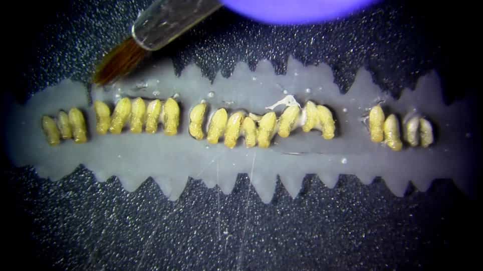 Pupal and Adult Injections for RNAi and CRISPR Gene Editing in Nasonia vitripennis