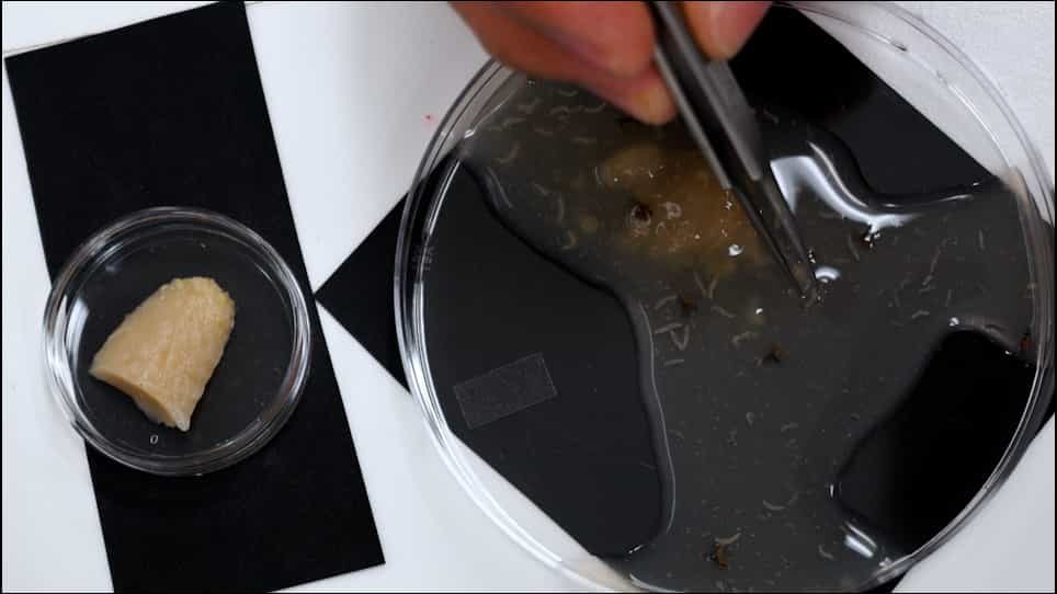 An Improved Assay and Tools for Measuring Mechanical Nociception in Drosophila Larvae