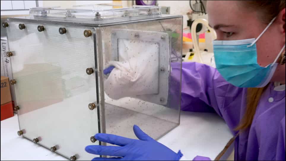 Sand Fly Phlebotomus papatasi Embryo Microinjection for CRISPR/Cas9 Mutagenesis
