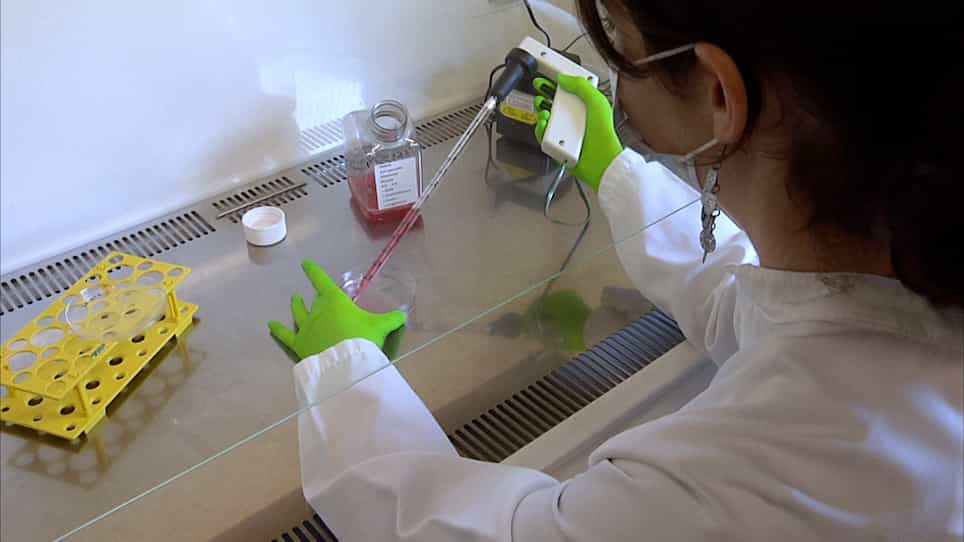An Adipocyte Cell Culture Model to Study the Impact of Protein and Micro-RNA Modulation on Adipocyte Function