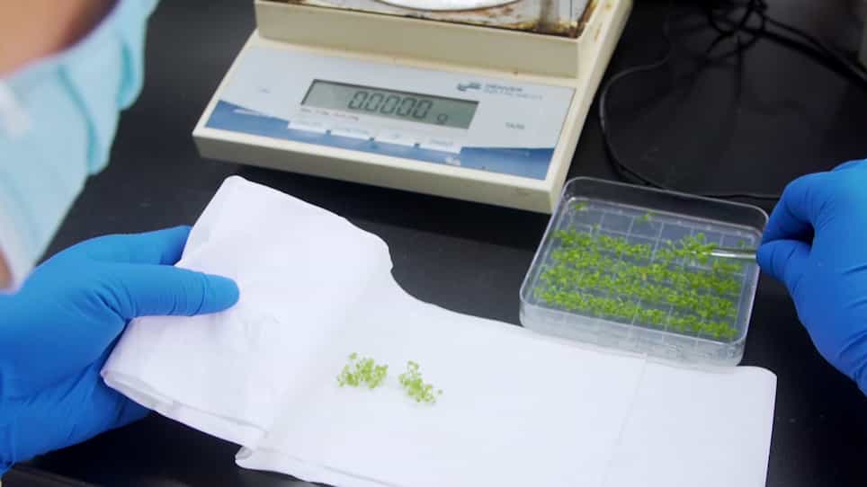 Plant Sample Preparation for Nucleoside/Nucleotide Content Measurement with An HPLC-MS/MS