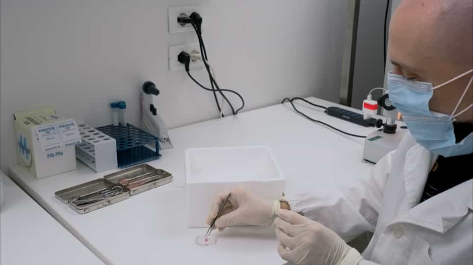 High-Content Screening Differentiation and Maturation Analysis of Fetal and Adult Neural Stem Cell-Derived Oligodendrocyte Precursor Cell Cultures