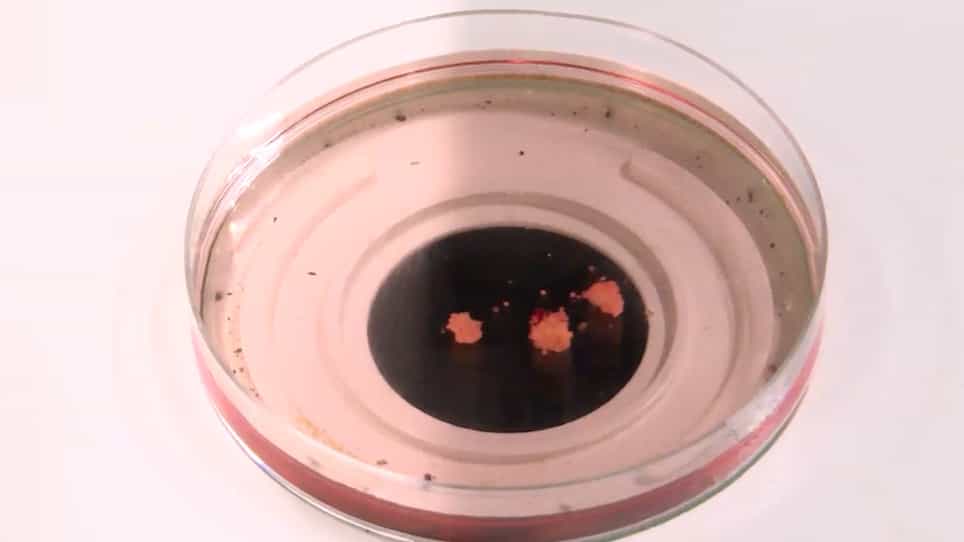 Separation of Follicular Cells and Oocytes in Ovarian Follicles of Zebrafish