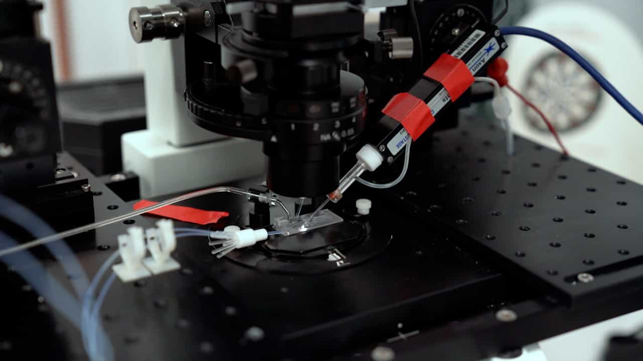 Recording Electrical Currents across the Plasma Membrane of Mammalian Sperm Cells