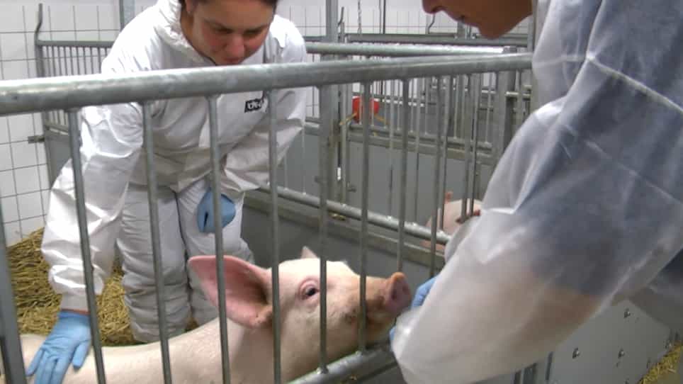 Transition of Farm Pigs to Research Pigs using a Designated Checklist followed by Initiation of Clicker Training - a Refinement Initiative