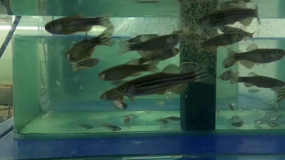 Accumulation and Distribution of Fluorescent Microplastics in the Early Life Stages of Zebrafish