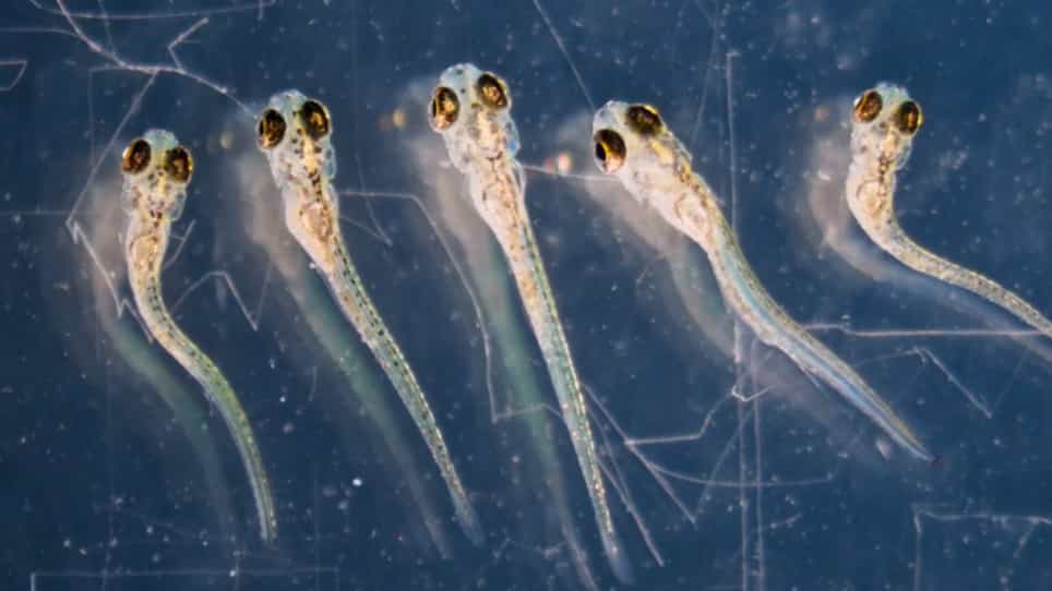 In vivo Imaging of Fully Active Brain Tissue in Awake Zebrafish Larvae and Juveniles by Skull and Skin Removal