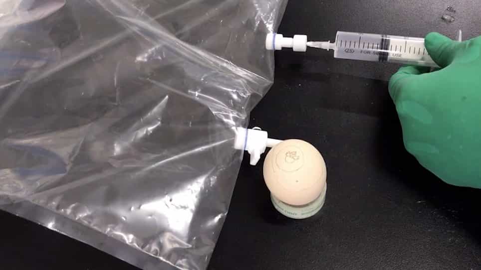 Using Chicken Embryo as a Powerful Tool in Assessment of Developmental Cardiotoxicities