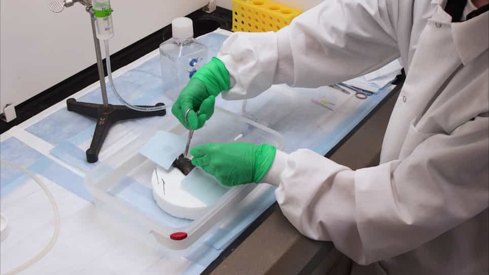 Air-Inflation of Murine Lungs with Vascular Perfusion-Fixation