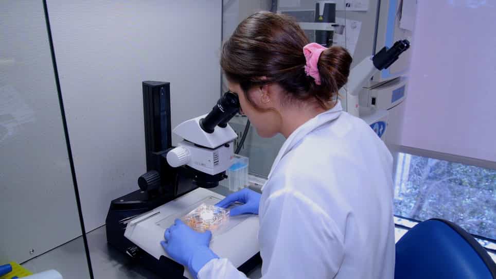 Toxicity Screens in Human Retinal Organoids for Pharmaceutical Discovery