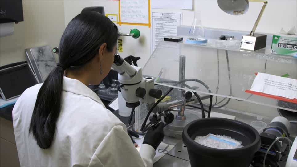 Generation and Culture of Lingual Organoids Derived from Adult Mouse Taste Stem Cells