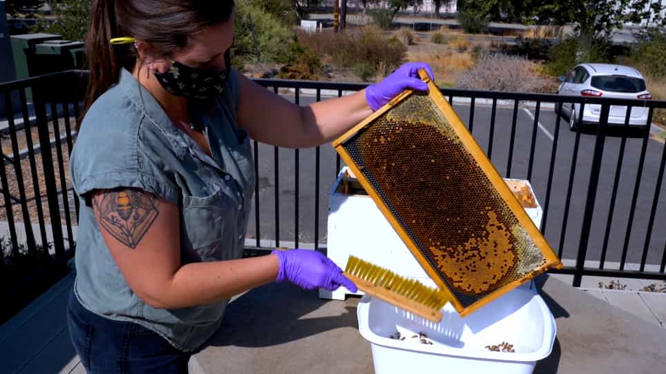 Assessing Agrochemical Risk to Mated Honey Bee Queens