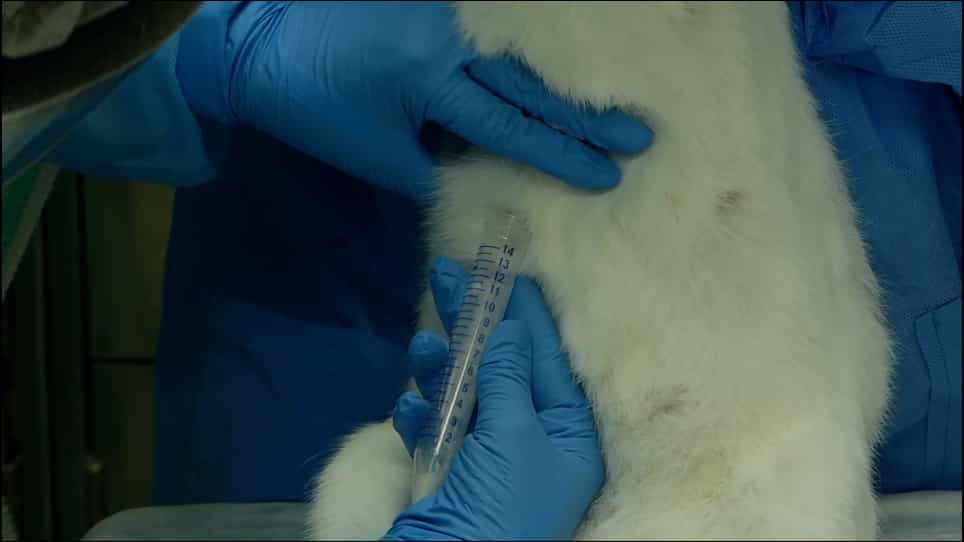 Intranasal Immunization and Milk Collection in Studies of Maternal Immunization in New Zealand White Rabbits (Oryctolagus cuniculus)