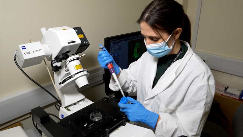 Human Ex vivo Wound Model and Whole-Mount Staining Approach to Accurately Evaluate Skin Repair