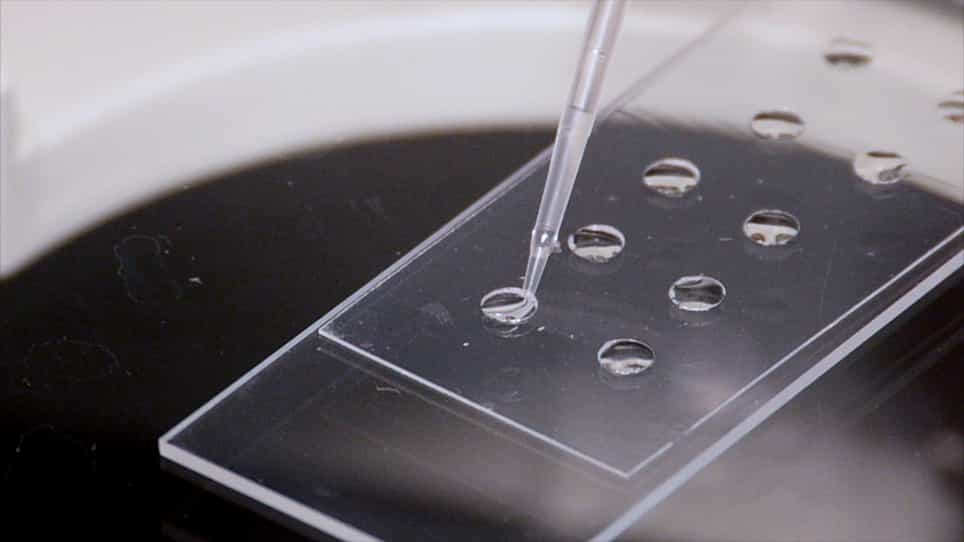 Analysis of Motility Patterns of Stentor During and After Oral Apparatus Regeneration Using Cell Tracking