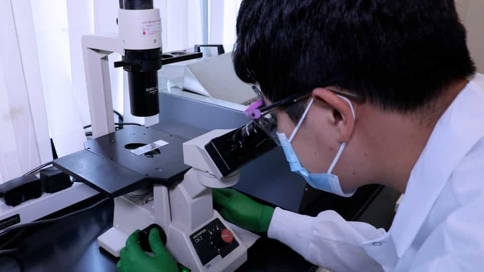 Precision Cut Lung Slices as an Efficient Tool for Ex vivo Pulmonary Vessel Structure and Contractility Studies