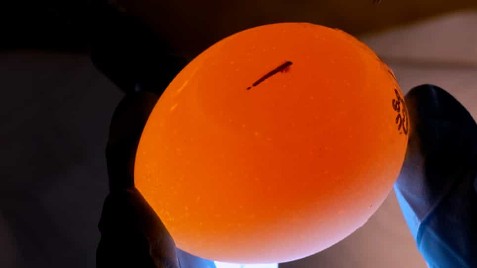 Loss-of-Function Approach in the Embryonic Chick Retina by Using Tol2 Transposon-Mediated Transgenic Expression of Artificial microRNAs