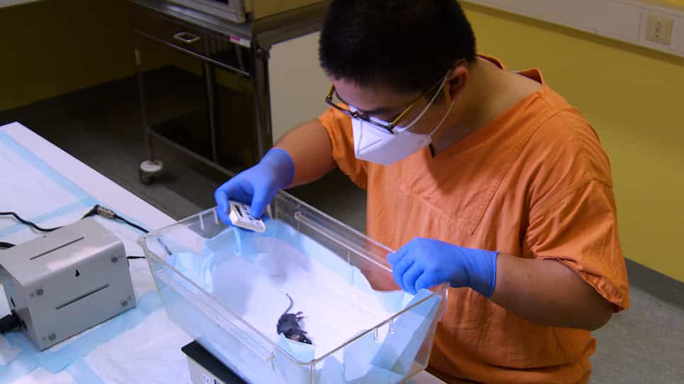 A Modified Surgical Model of Hind Limb Ischemia in ApoE-/- Mice using a Miniature Incision