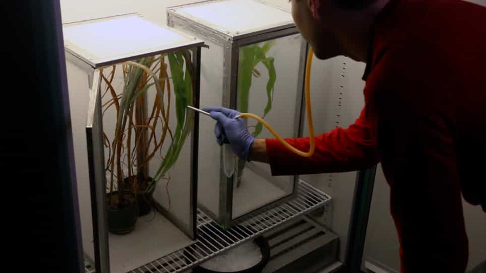 Microinjection of Corn Planthopper, Peregrinus maidis, Embryos for CRISPR/Cas9 Genome Editing
