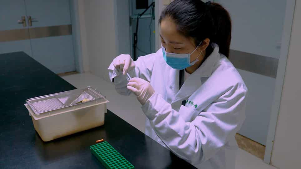 Tumor Transplantation for Assessing the Dynamics of Tumor-Infiltrating CD8+ T Cells in Mice