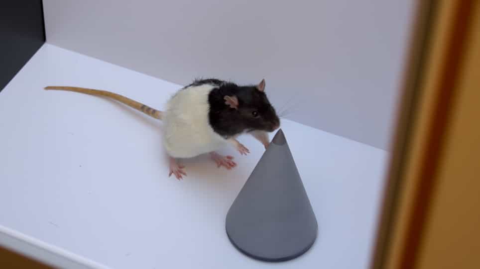 A Within-Subject Experimental Design using an Object Location Task in Rats