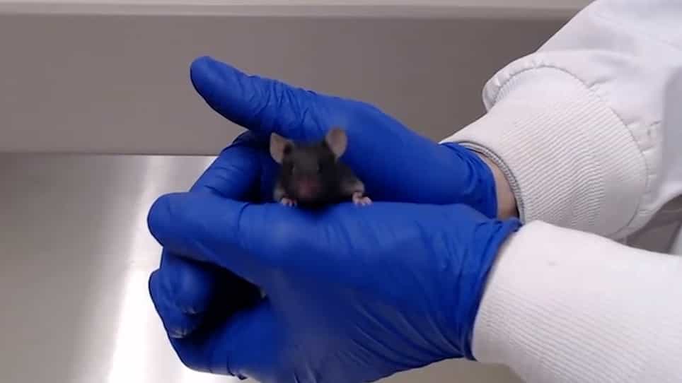 Handling Techniques to Reduce Stress in Mice