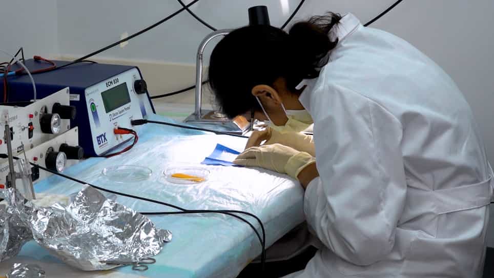 Implantation of a Cranial Window for Repeated In Vivo Imaging in Awake Mice