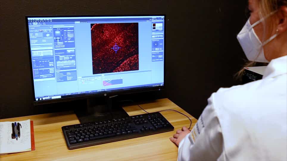 AAV Deployment of Enhancer-Based Expression Constructs In Vivo in Mouse Brain