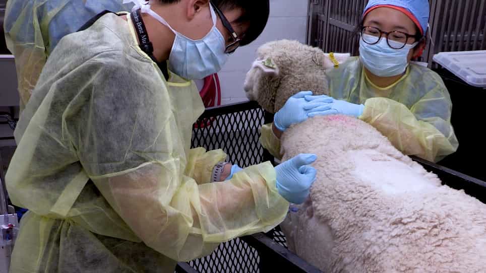A Large Animal Model for Pulmonary Hypertension and Right Ventricular Failure: Left Pulmonary Artery Ligation and Progressive Main Pulmonary Artery Banding in Sheep