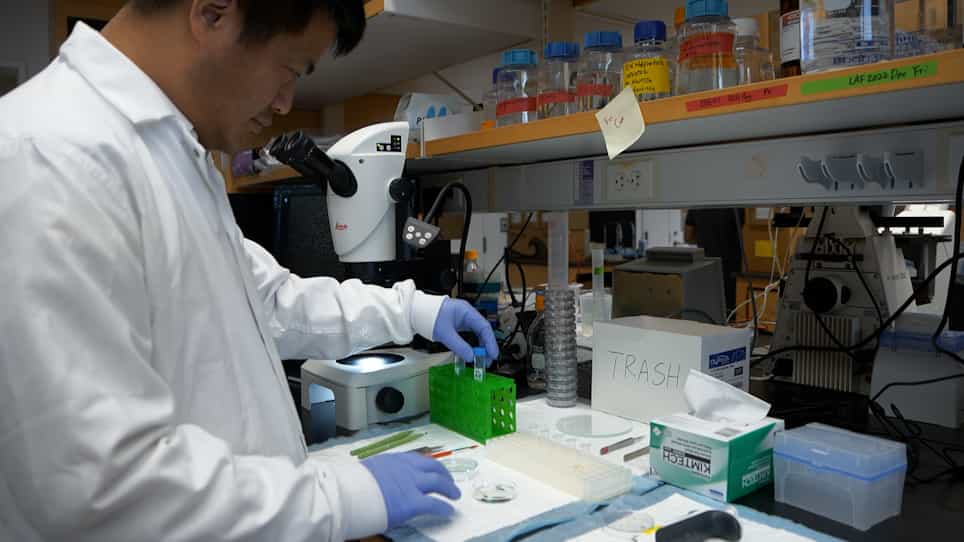 Planarian Ovary Dissection for Ultrastructural Analysis and Antibody Staining