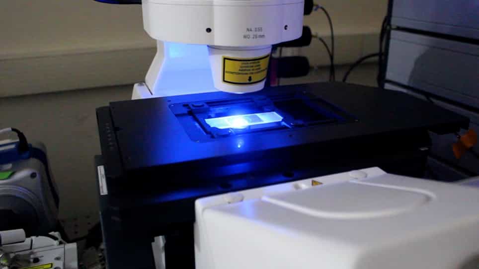 In vivo Assessment of Microtubule Dynamics and Orientation in Caenorhabditis elegans Neurons