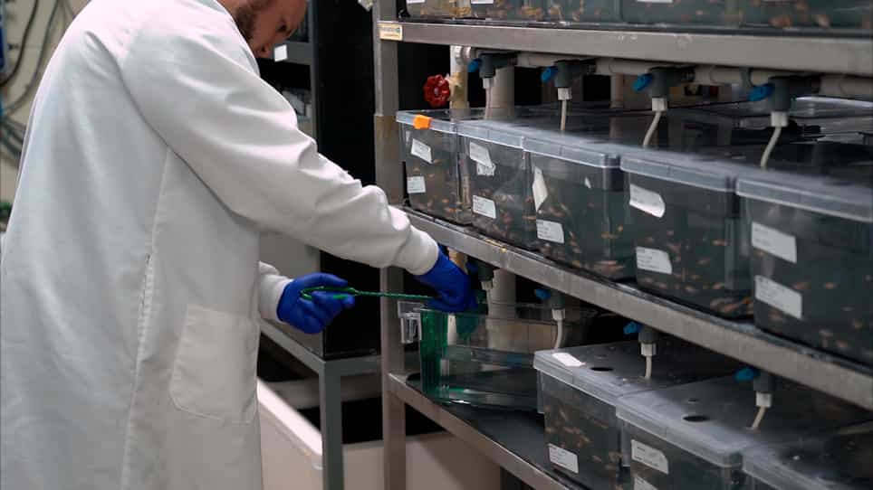 Shuttle Box Assay as an Associative Learning Tool for Cognitive Assessment in Learning and Memory Studies using Adult Zebrafish