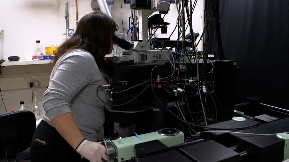Longitudinal Intravital Imaging Through Clear Silicone Windows