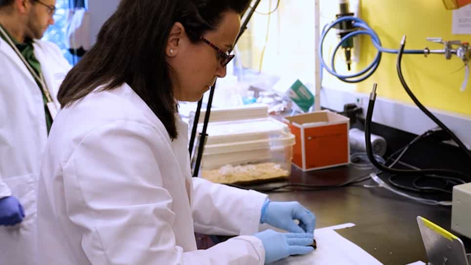 A Permanent Window for Investigating Cancer Metastasis to the Lung