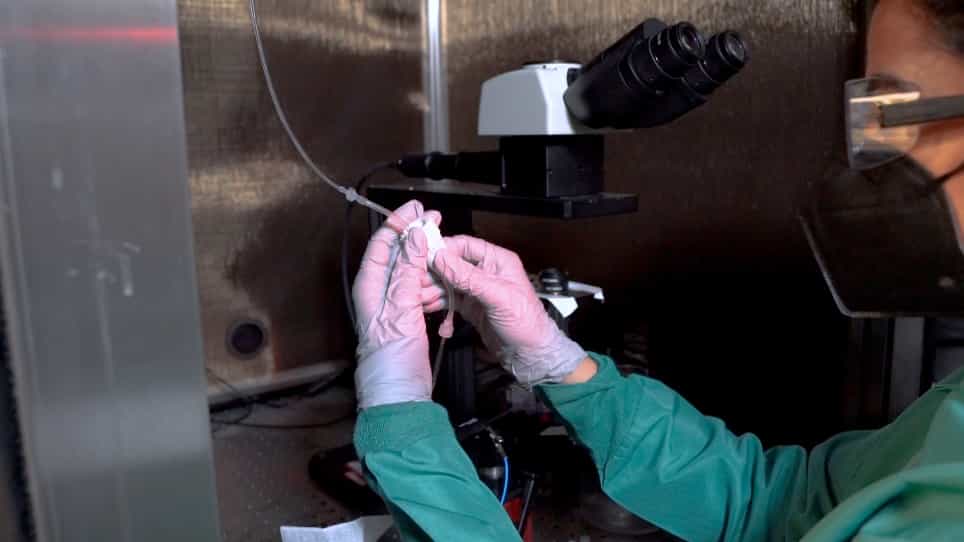 Optimizing the Setup and Conditions for Ex Vivo Electroretinogram to Study Retina Function in Small and Large Eyes