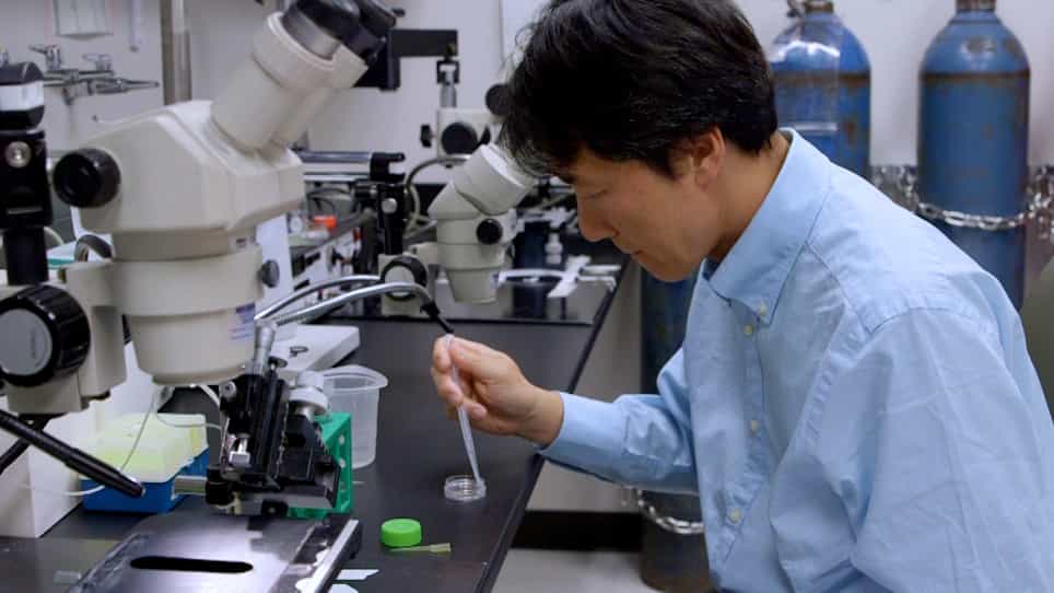 Analysis of Transforming Growth Factor ß Family Cleavage Products Secreted Into the Blastocoele of Xenopus laevis Embryos