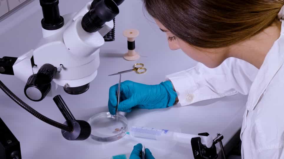 Mesoscopic Optical Imaging of Whole Mouse Heart