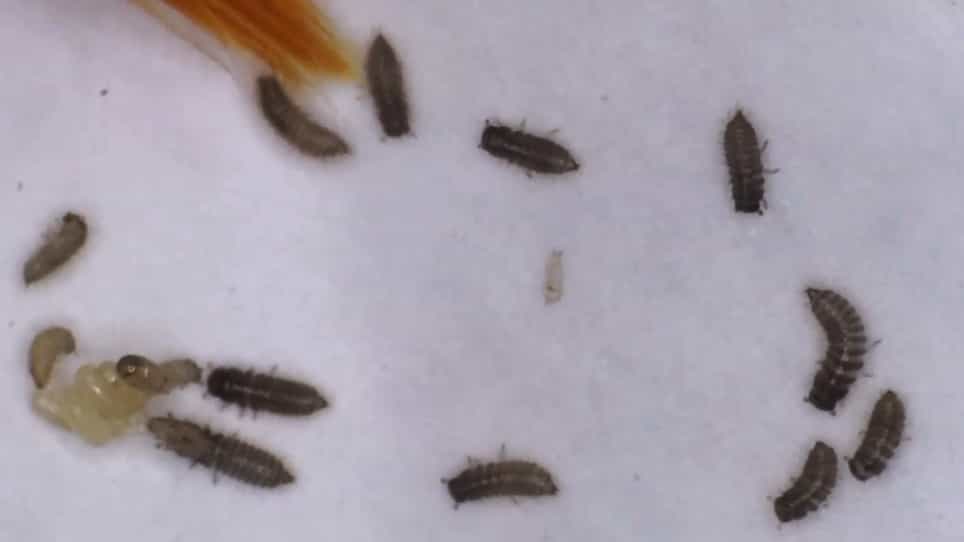Transposon-insertion Sequencing as a Tool to Elucidate Bacterial Colonization Factors in a Burkholderia gladioli Symbiont of Lagria villosa Beetles