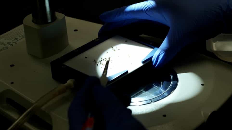 Dissection and Immunohistochemistry of the Drosophila Adult Leg to Detect Changes at the Neuromuscular Junction for an Identified Motor Neuron