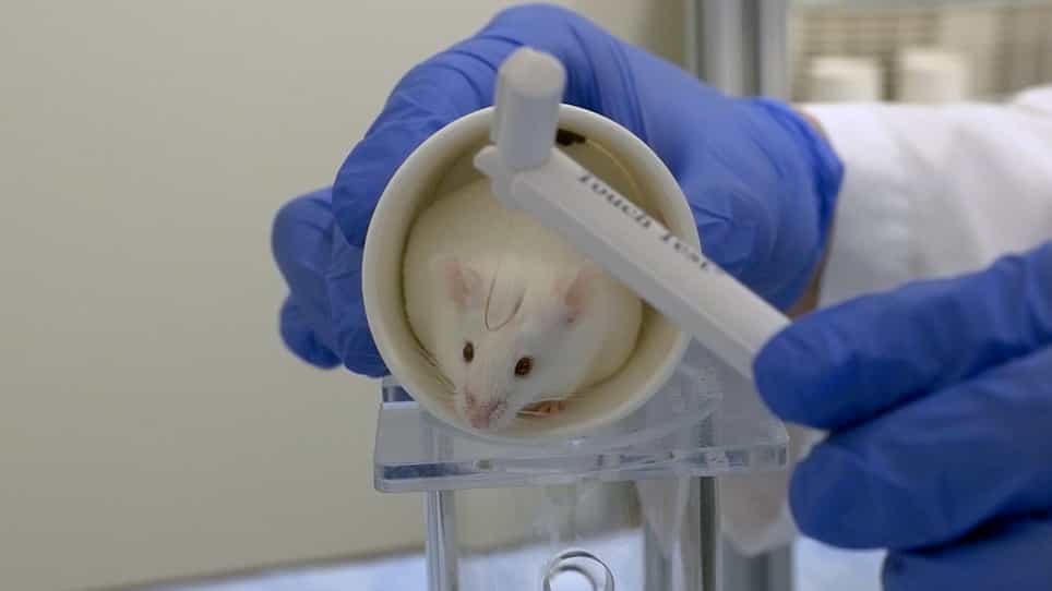 Dural Stimulation and Periorbital von Frey Testing in Mice As a Preclinical Model of Headache