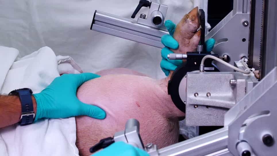 In Vivo Measurement of Hindlimb Dorsiflexor Isometric Torque from Pig