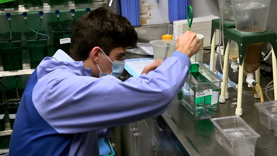 In Situ Hybridization in Zebrafish Larvae and Juveniles during Mesonephros Development